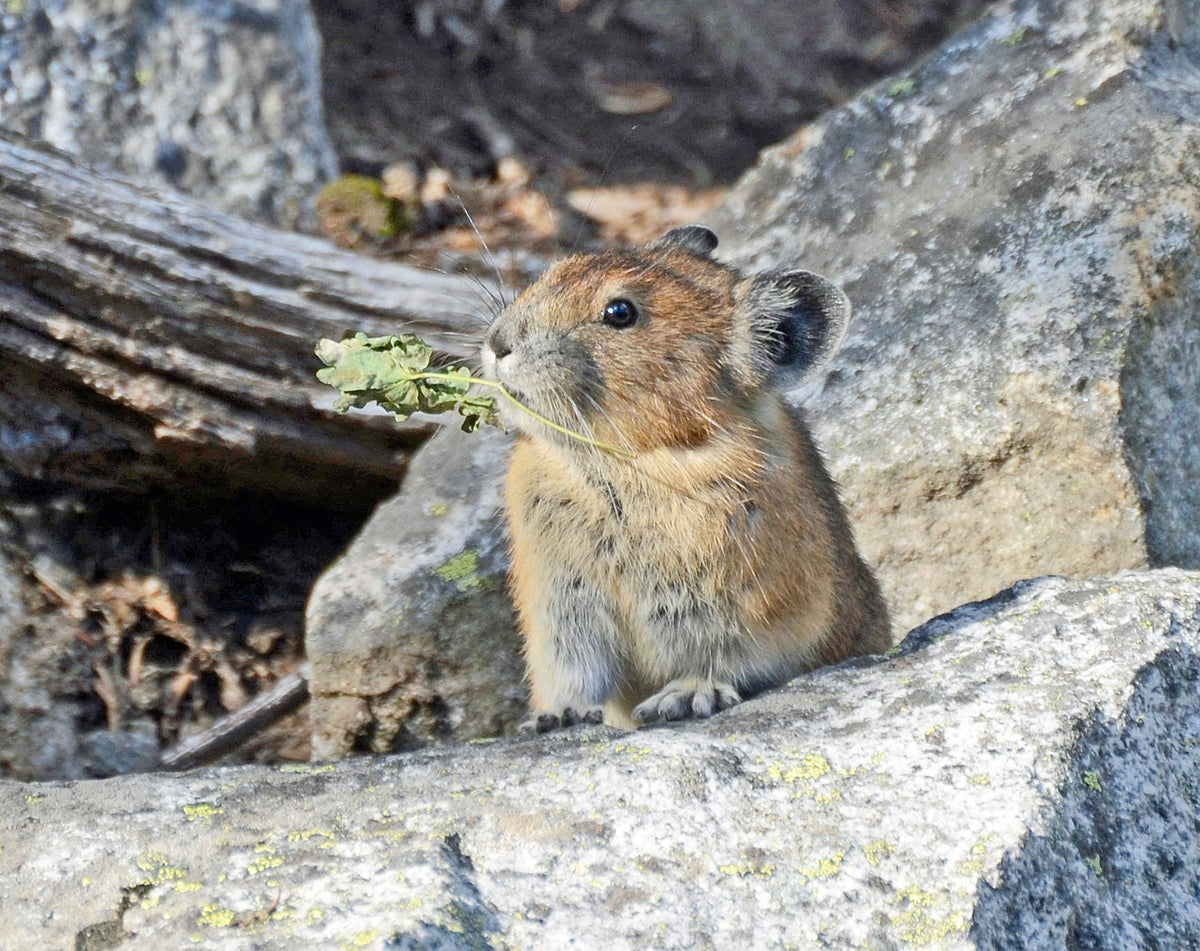 Pika Collection